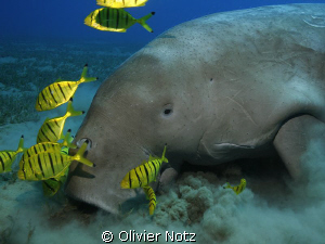 After a search of around 40 minutes, we finally find him :-) by Olivier Notz 